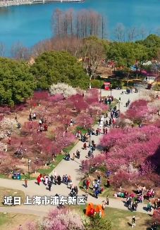 上海世纪公园四千余株梅花盛开 引无数游客前来拍照