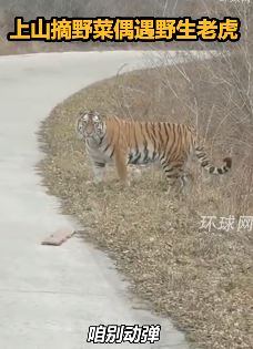 黑龙江双鸭山一网友曝上山采野菜遇野生老虎