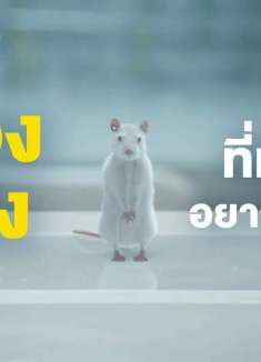 研究所果体工作，鼠鼠劝你「别来沾边」