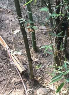 这些鸡越来越能吃了，一天吃两桶谷子，快养不起了