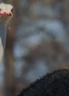 非洲野生动物：感受自然的魅力