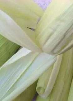 在蒸馒头的时候放上一层玉米皮，好闻又好吃，爱做饭的一定要看看