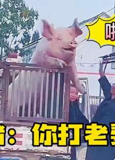 猪：男人的手是打天下的，不是用来打老婆的！