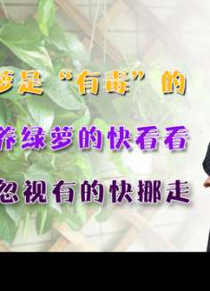 绿萝是“有毒”的？家里养绿萝的快看看，千万别忽视，有的快挪走