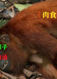 肉食猎人46：狩猎一只猴子，做一道炖菜