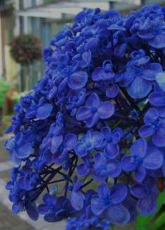 布引香草园：神户人的秘密花园