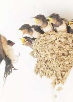 家里有燕子的快看看,还好知道的及时,别不在意