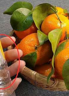 才知道，把橘子皮装进塑料瓶，一年能省好几百开支，家家都用得到