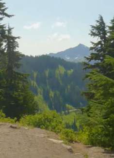 令人难以置信的雷尼尔山野花