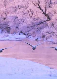 2019 年 4 月尼康广告：春夏秋冬