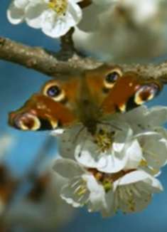 放松视频：让人心旷神怡，美不胜收