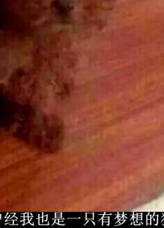 曾经这也是一只有梦想的狗，直到那次从理发店出来