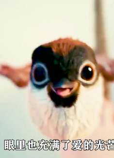 孩子一生都在绳子上，一只小鸟闯入她的世界，为她操心了一辈子