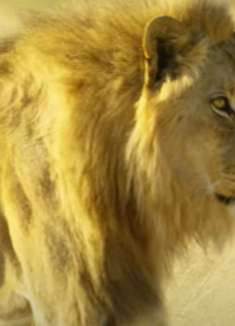 埃托沙国家公园：欣赏非洲野生动物的魄力