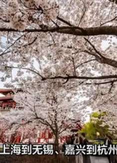 春节后首个小长假点燃春游热潮