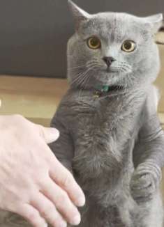 主动握手，这是汤姆的梦中情猫吧