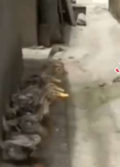 来看看这些鸭鸭的总结大会！