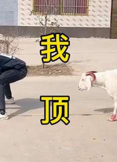 羊：大哥你怎个姿势，是在侮辱我吗？