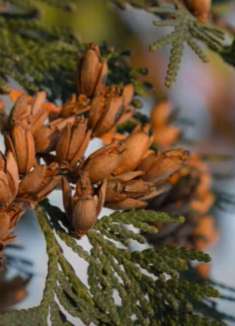 森林奇观：自然放松视频