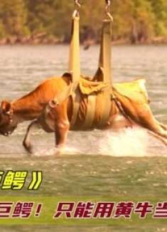 湖中惊现巨型鳄鱼，只能用黄牛当鱼饵捕捉，镜头记下全过程！