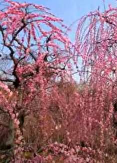 京都梅花：粉嫩的世界让人着迷