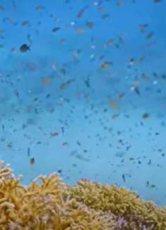 令人惊叹的红海海底世界