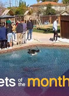 最佳萌宠评选大赛，颁奖啦！