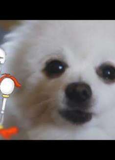 「汪」乐器来袭，妙音狗子上线