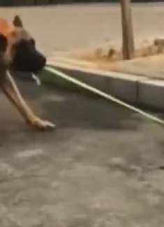 狗哥太聪明了，救援了掉进井盖里面的小动物