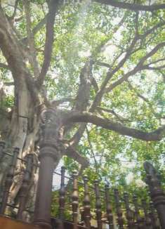 体验斯里兰卡：甘加拉马亚寺庙