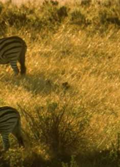 冈瓦纳野生动物：令人难以置信的风景