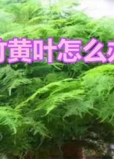 文竹黄叶不要慌，这“3种”物品，兑水浇盆里，新芽长不停