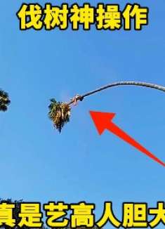 伐树神操作，真是艺高人胆大