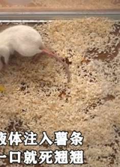 女人将神秘液体注入薯条，小白鼠吃一口就死翘翘，新剧《具景伊》