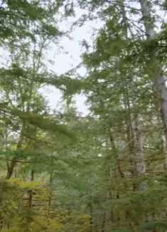 虚拟森林漫步：雪松小径，让人陶醉