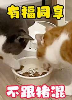 猫：跟谁混，也不能跟猪混啊！