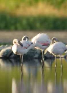 野生动物电影：感受自然的魅力