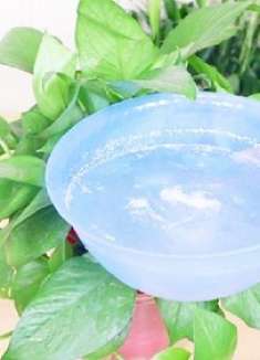 养绿萝要留意，一定别给绿萝浇“这种水”，不然浇一盆死一盆