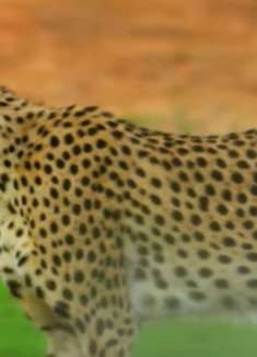 南非跨境公园：感受野性之美