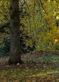 华盛顿公园：轻松自然，让人陶醉