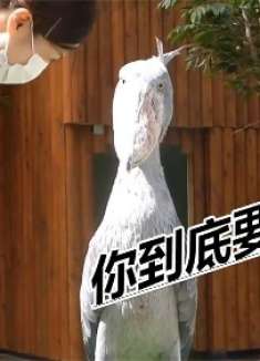 四川话搞笑配音：你一下让我楞个又浪个，到底让我啷个嘛