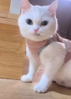 搞笑萌宠猫咪：我拽怎么了？拽犯法吗