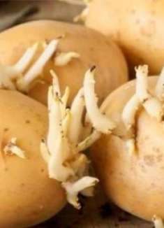 发芽的土豆不要扔，留在家中特别“值钱”，懂的人不多，回家找找