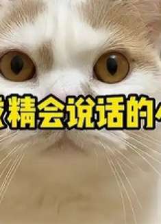 那些成精会说话的小猫咪：跟人类无障碍交流，个个都会叫妈妈