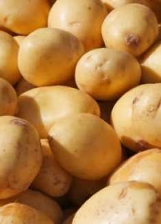 保存土豆，不要直接放地上，教你个妙招，久放都不出芽，学到赚到