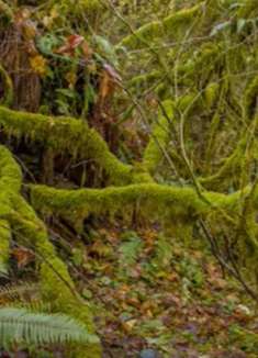 森林美景：让人心旷神怡的地方