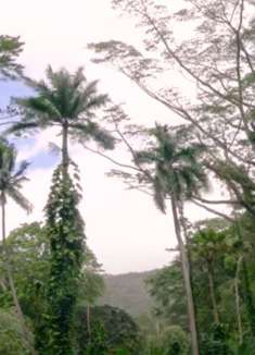 夏威夷瓦胡岛：让人心旷神怡的美景