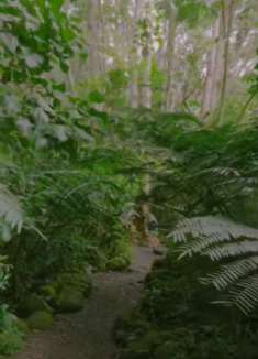 马诺阿瀑布步道：在家就可看世界