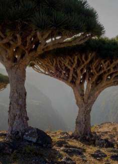 外星遗境，走进另一个世界