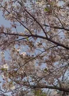 韩国旅游 vlog：庆州的粉色春天